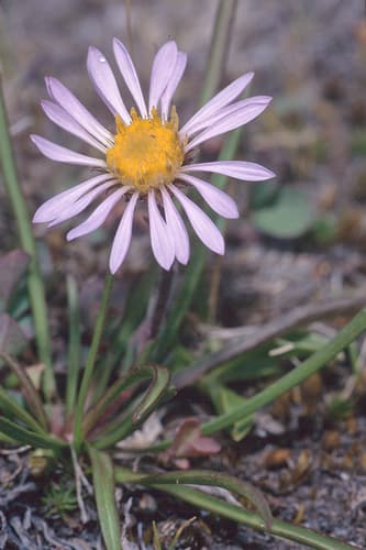 Tundra Aster