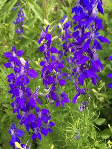 Doubtful Knight's-Spur