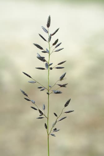 Little Lovegrass