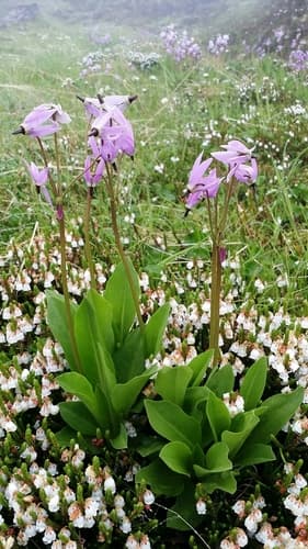 Sierra shooting star