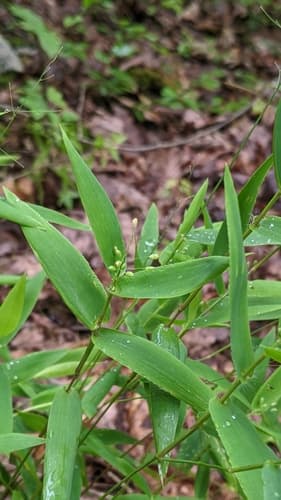 Variable Witchgrass (Not a Bonsai Specimen)