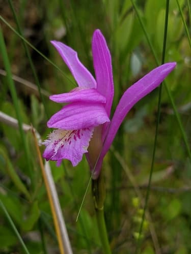Dragon's Mouth Orchid