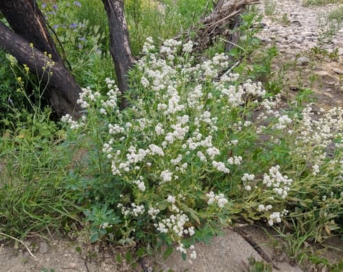 Broadleaved Pepperweed