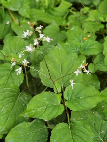 Alpine Enchanter's-nightshade