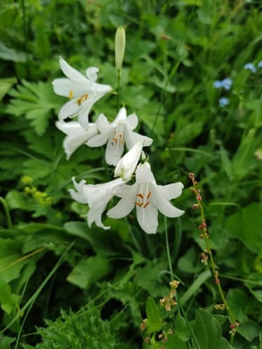 St Bruno's Lily
