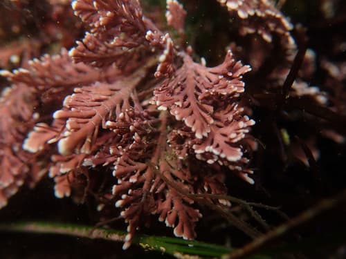 Common Coralline