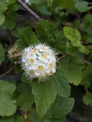 Pacific Ninebark Bonsai