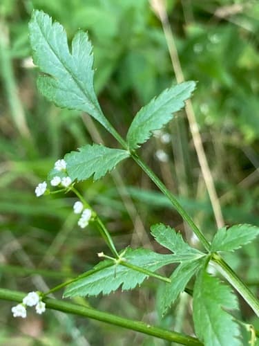 Stone Parsley