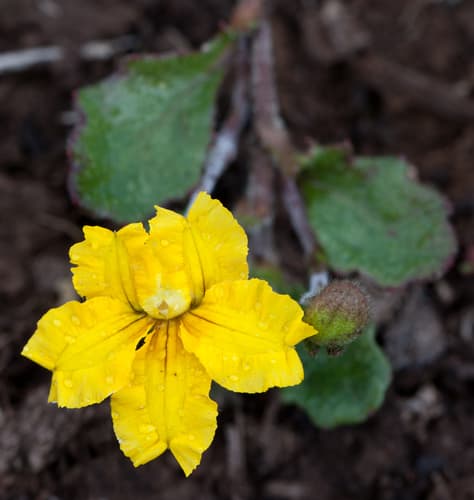 Trailing Goodenia Bonsai