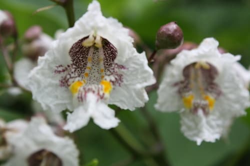 Southern Catalpa Bonsai (Flowers)