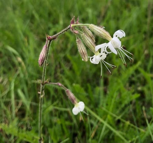 Nottingham Catchfly