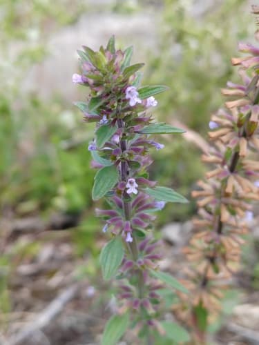 Thyme-leaf Dragon-head Bonsai