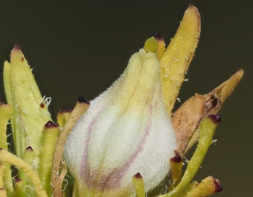 Stiffbranch Bird's Beak