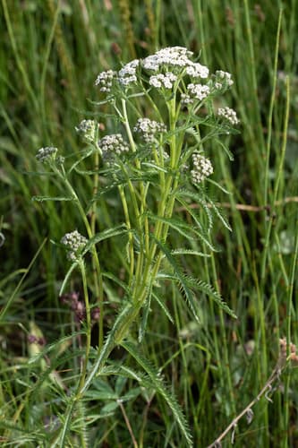 Siberian Yarrow
