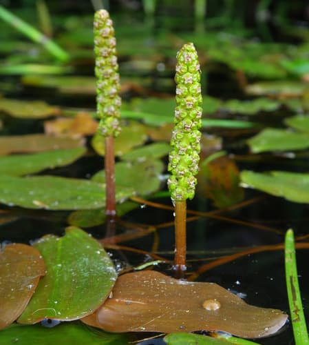 floating-leaved pondweed