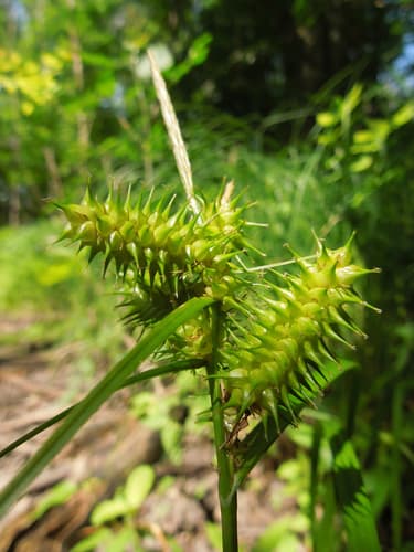 Retrorse Sedge