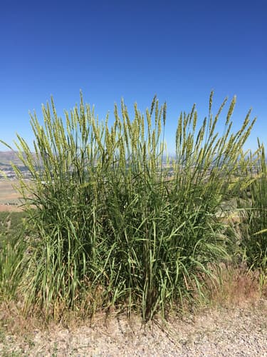 Great Basin Wildrye Bonsai