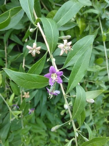 Matrimony Vine Bonsai