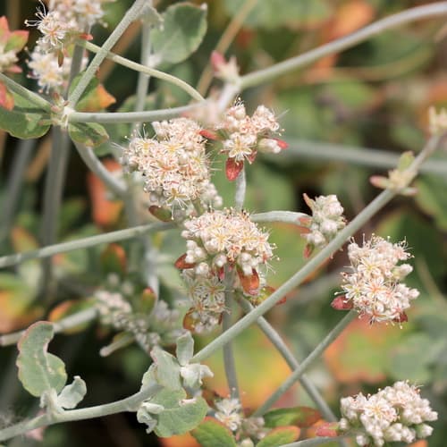 Coastal Wild Buckwheat