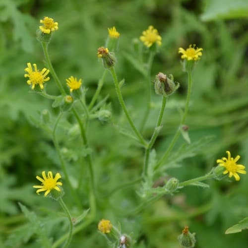 Sticky Groundsel