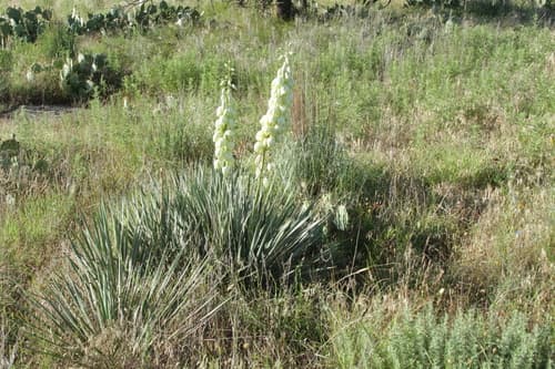 Arkansas Yucca