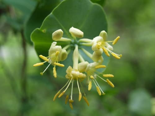 Grape Honeysuckle