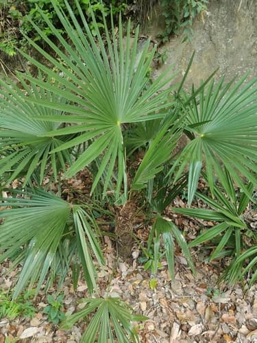 Chusan Palm