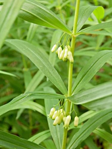 Whorled Solomon's-seal