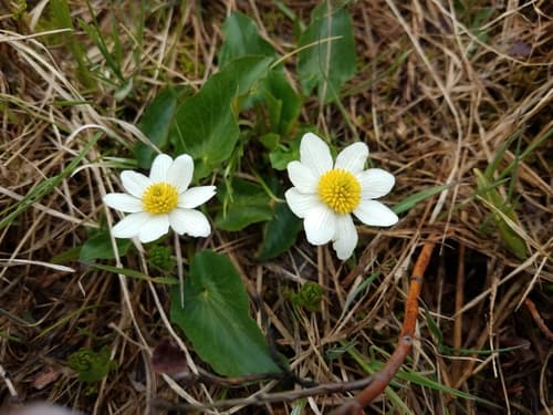 Rocky Mountain Marsh-Marigold