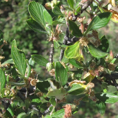 Hairy Mountain Mahogany