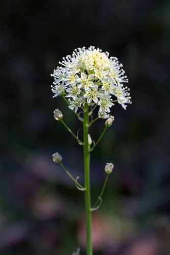 Meadow Deathcamas
