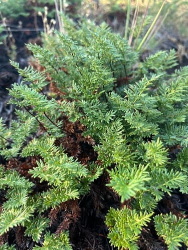 Serpentine Fern Bonsai