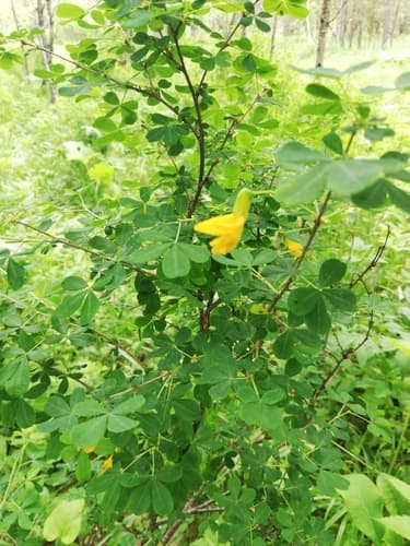 Russian Peashrub Bonsai