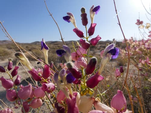 Paperbag Bush Bonsai