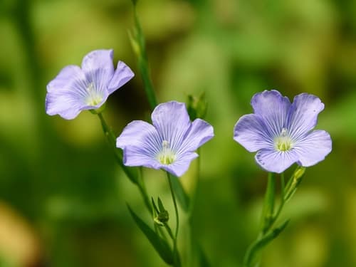 Common Flax