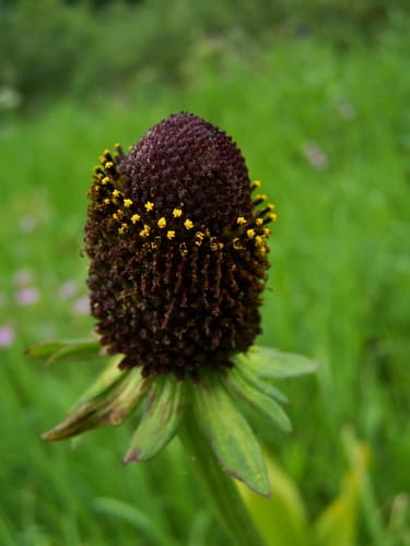 Western Coneflower