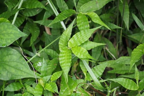Wavyleaf Basketgrass