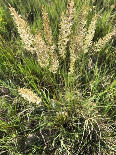 Prairie Junegrass