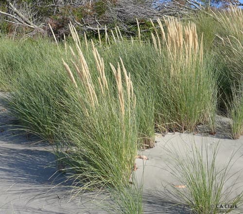 European Marram Grass
