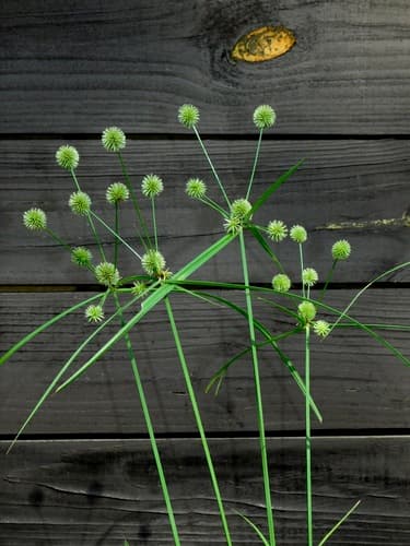 Globe Flatsedge Bonsai