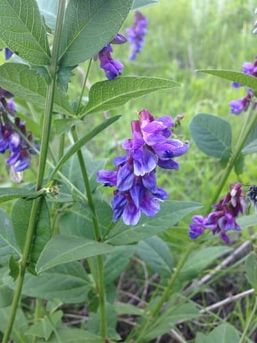 Two-leaf Vetch Bonsai