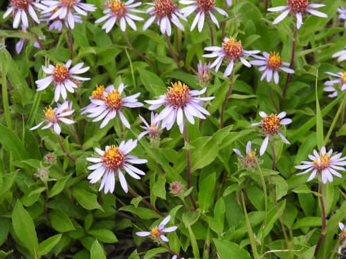 Siberian Aster