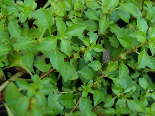 Water Purslane (Not a Bonsai Specimen)