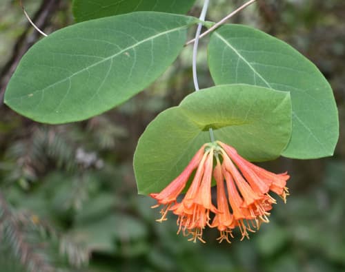Orange Honeysuckle Bonsai
