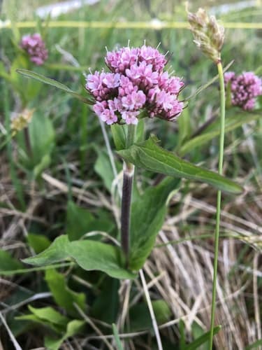 Mountain Valerian