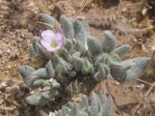 Shrubby Tiquilia Bonsai