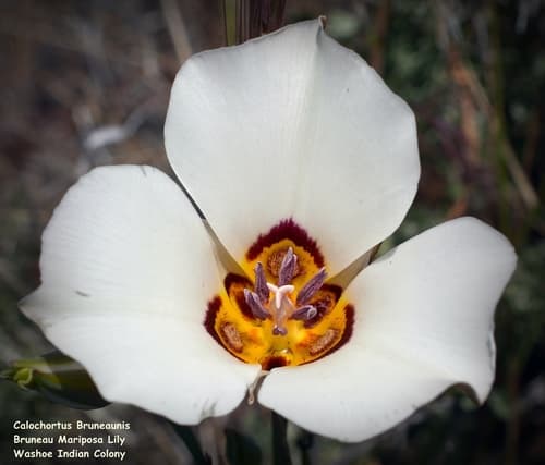 Bruneau Mariposa Lily