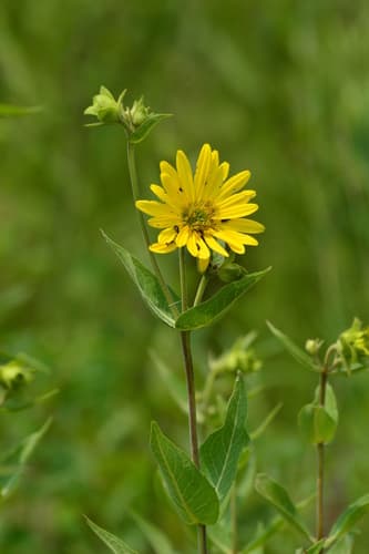 Prairie Rosinweed