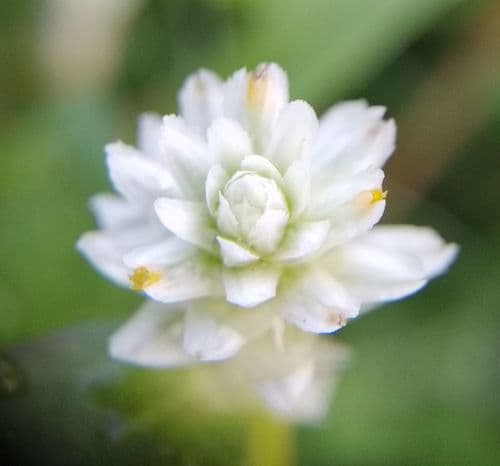 Prostrate Globe-Amaranth Flower (Not a Bonsai)