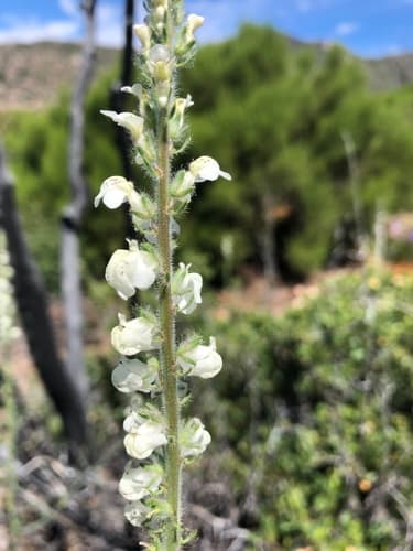 Coulter's Snapdragon Specimen